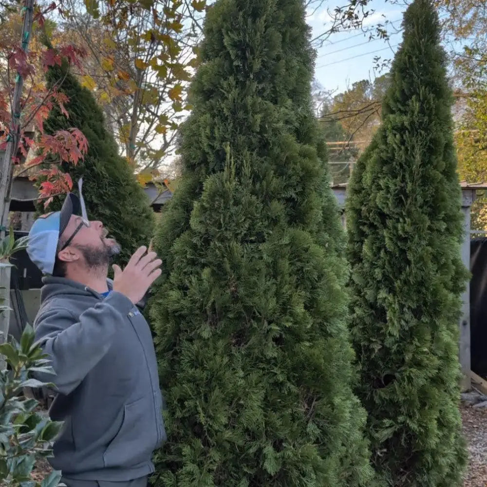 Emerald Green Arborvitae Conifer
