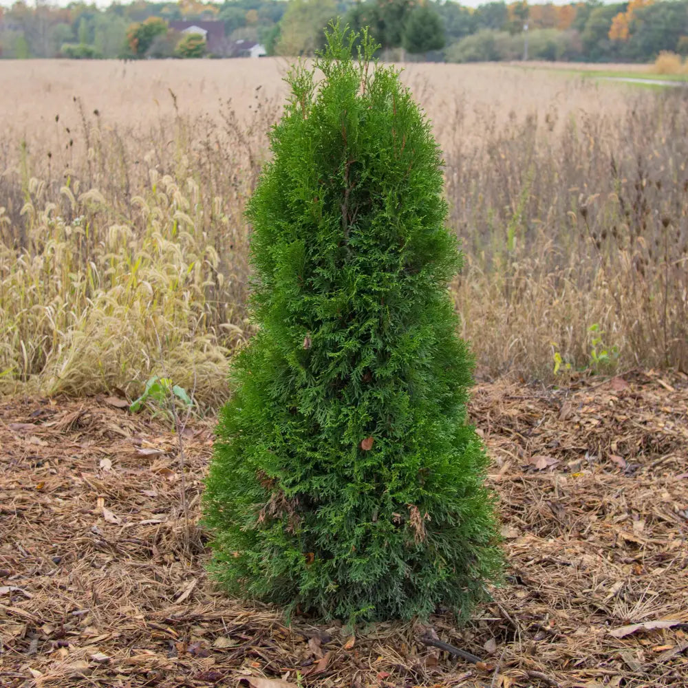 Emerald Green Arborvitae Conifer