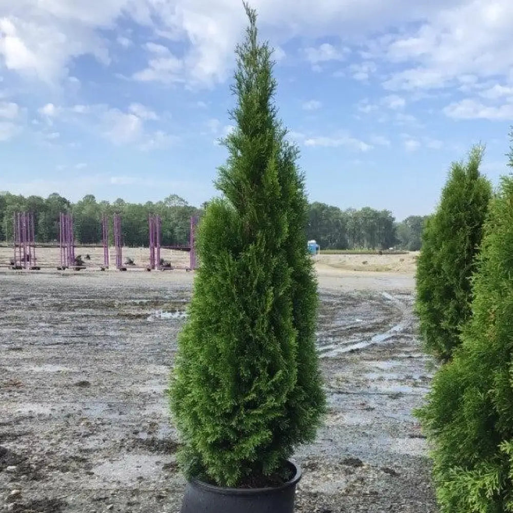 Emerald Green Arborvitae Conifer