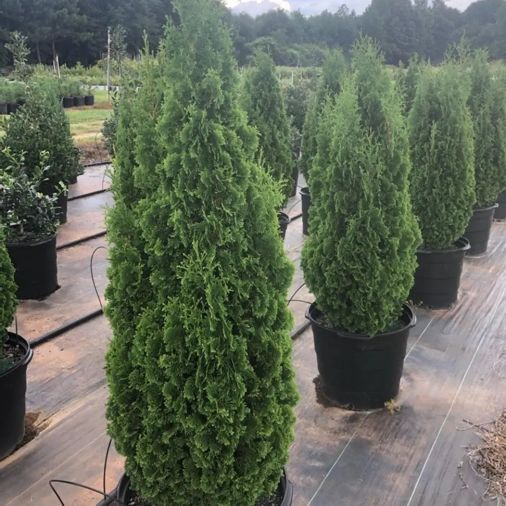 Emerald Green Arborvitae Conifer
