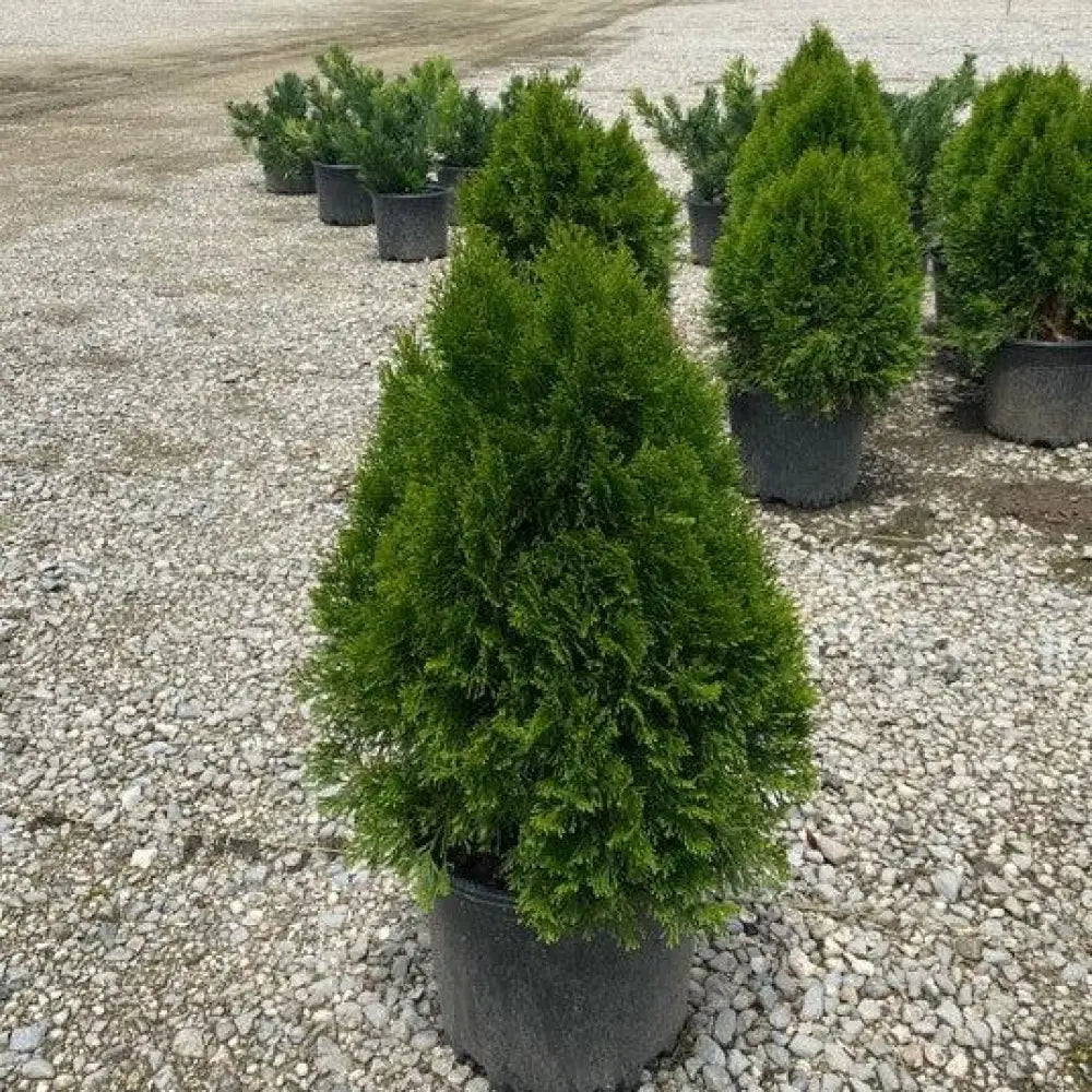 Emerald Green Arborvitae Conifer