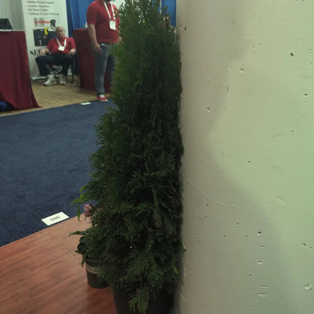 Emerald Green Arborvitae Conifer