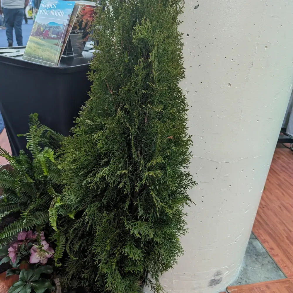 Emerald Green Arborvitae Conifer