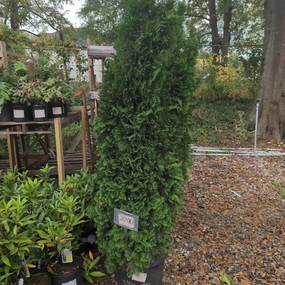 Emerald Green Arborvitae Conifer