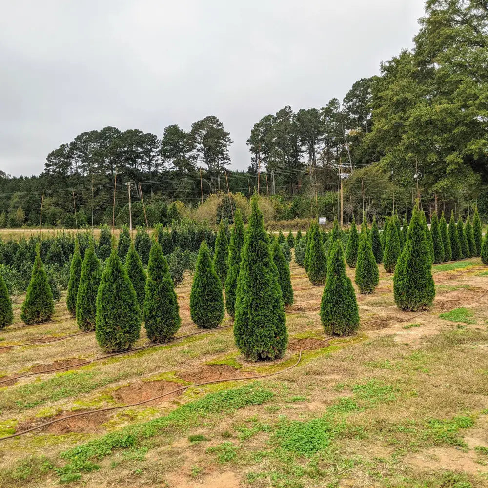 Emerald Green Arborvitae Conifer