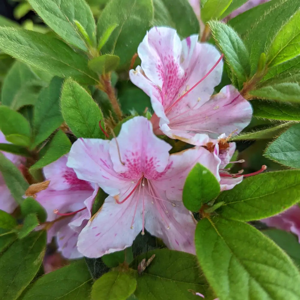 Encore® Autumn Twist™ Azalea 3 GALLON Shrub