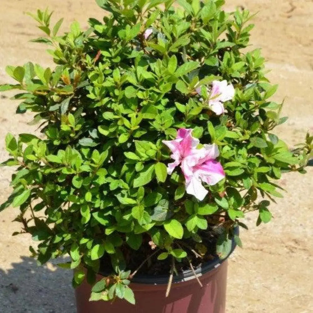 Encore® Autumn Twist™ Azalea 3 GALLON Shrub