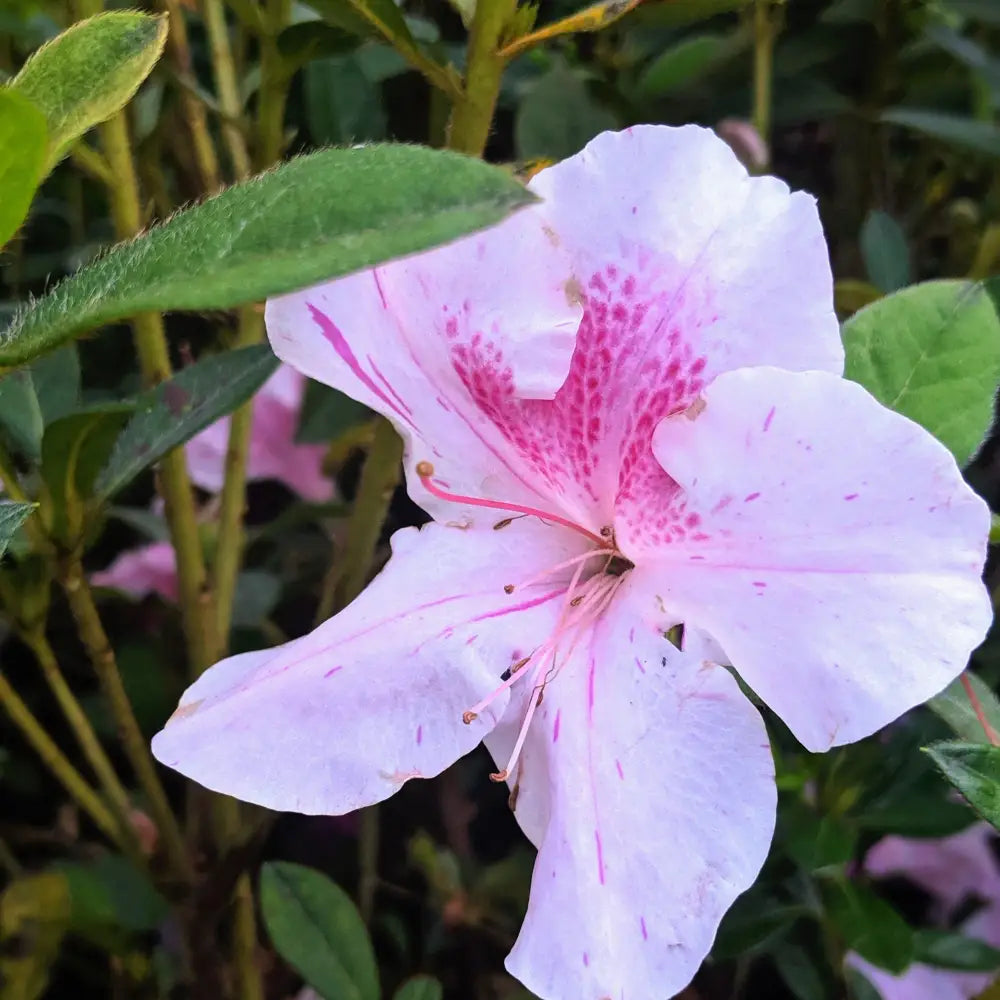 Encore® Autumn Twist™ Azalea 3 GALLON Shrub