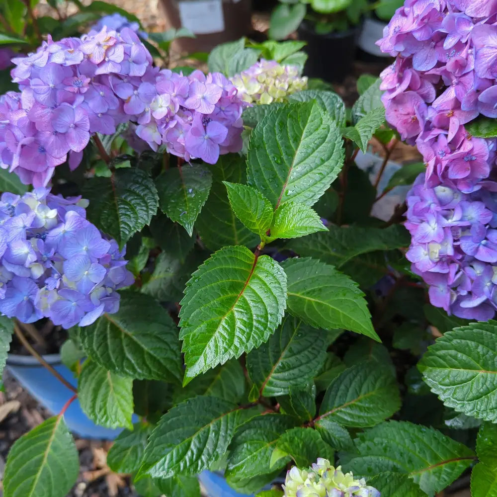 Endless Summer® Bloomstruck® Hydrangea Shrub
