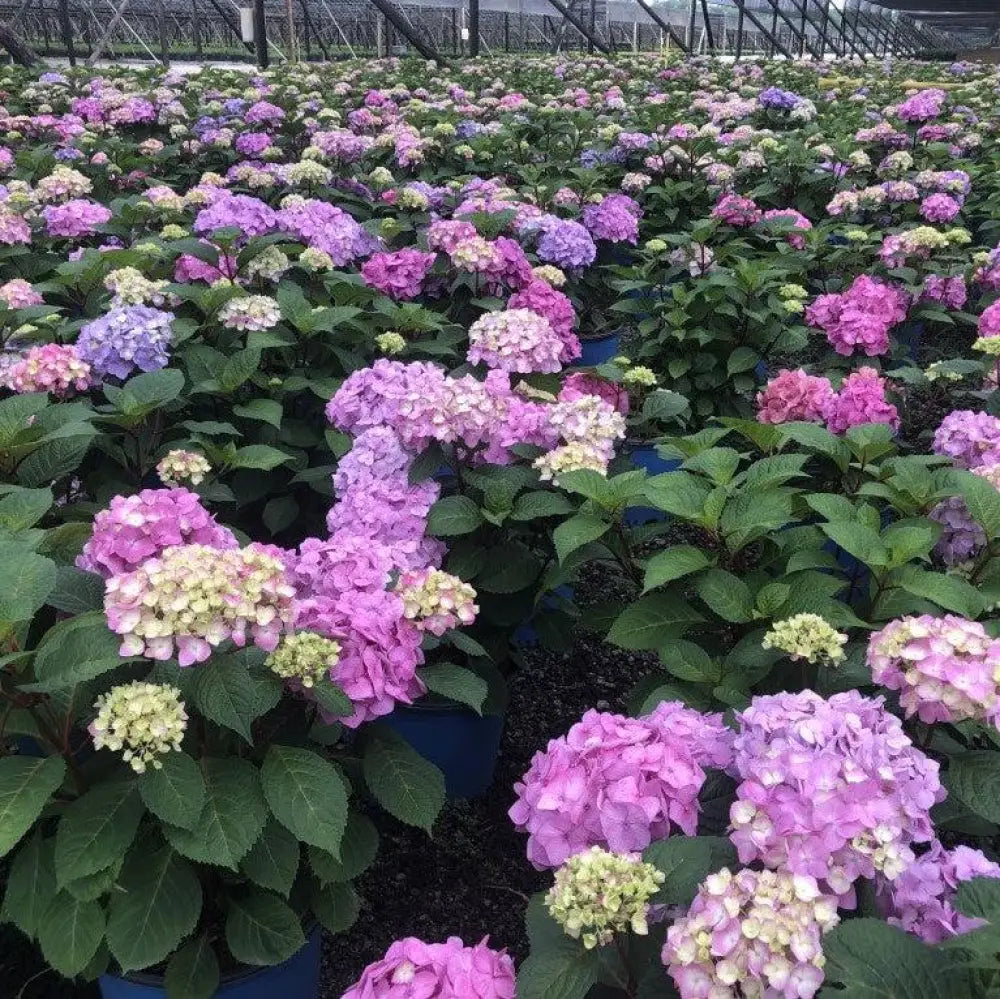 Endless Summer® Bloomstruck® Hydrangea Shrub