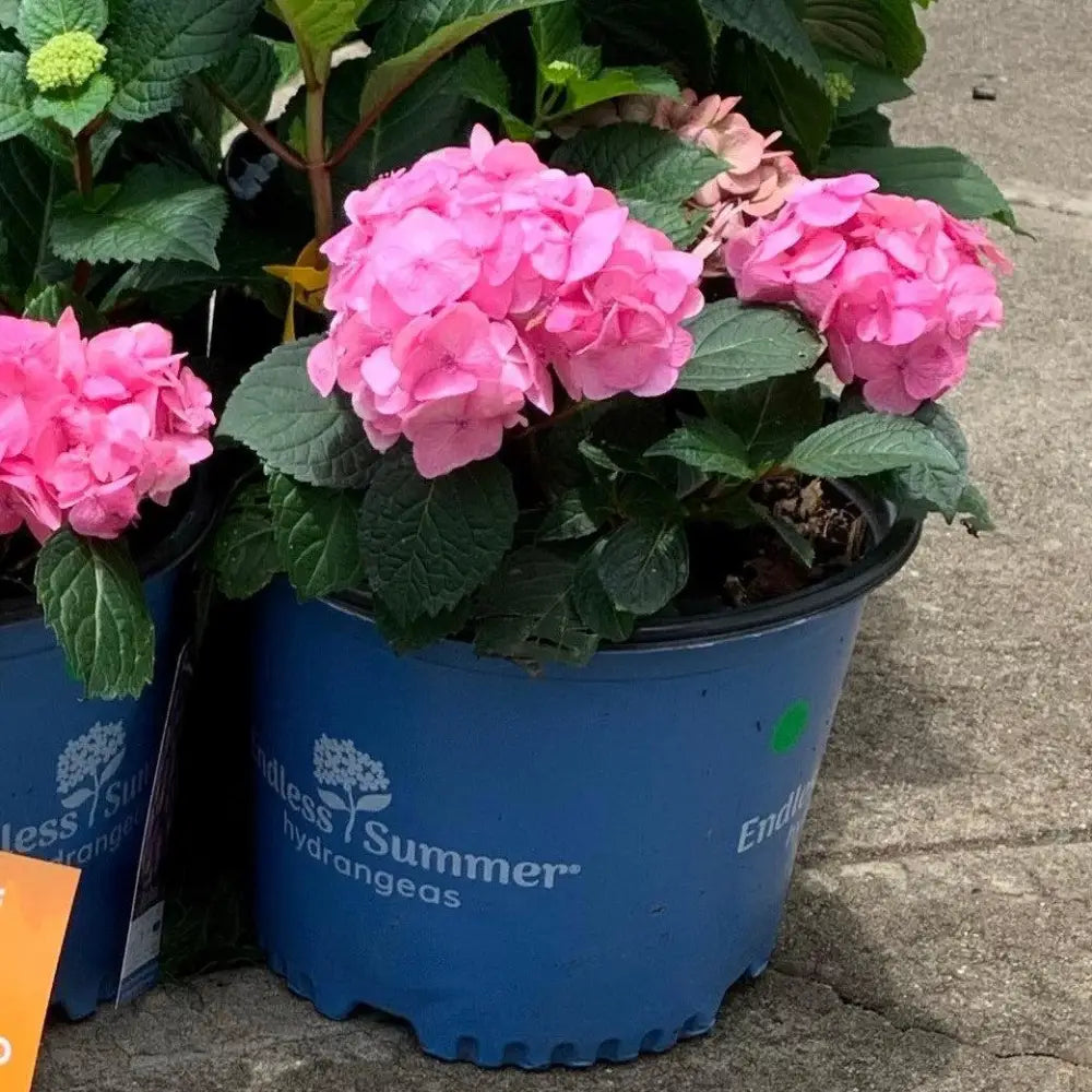 Endless Summer® Bloomstruck® Hydrangea Shrub