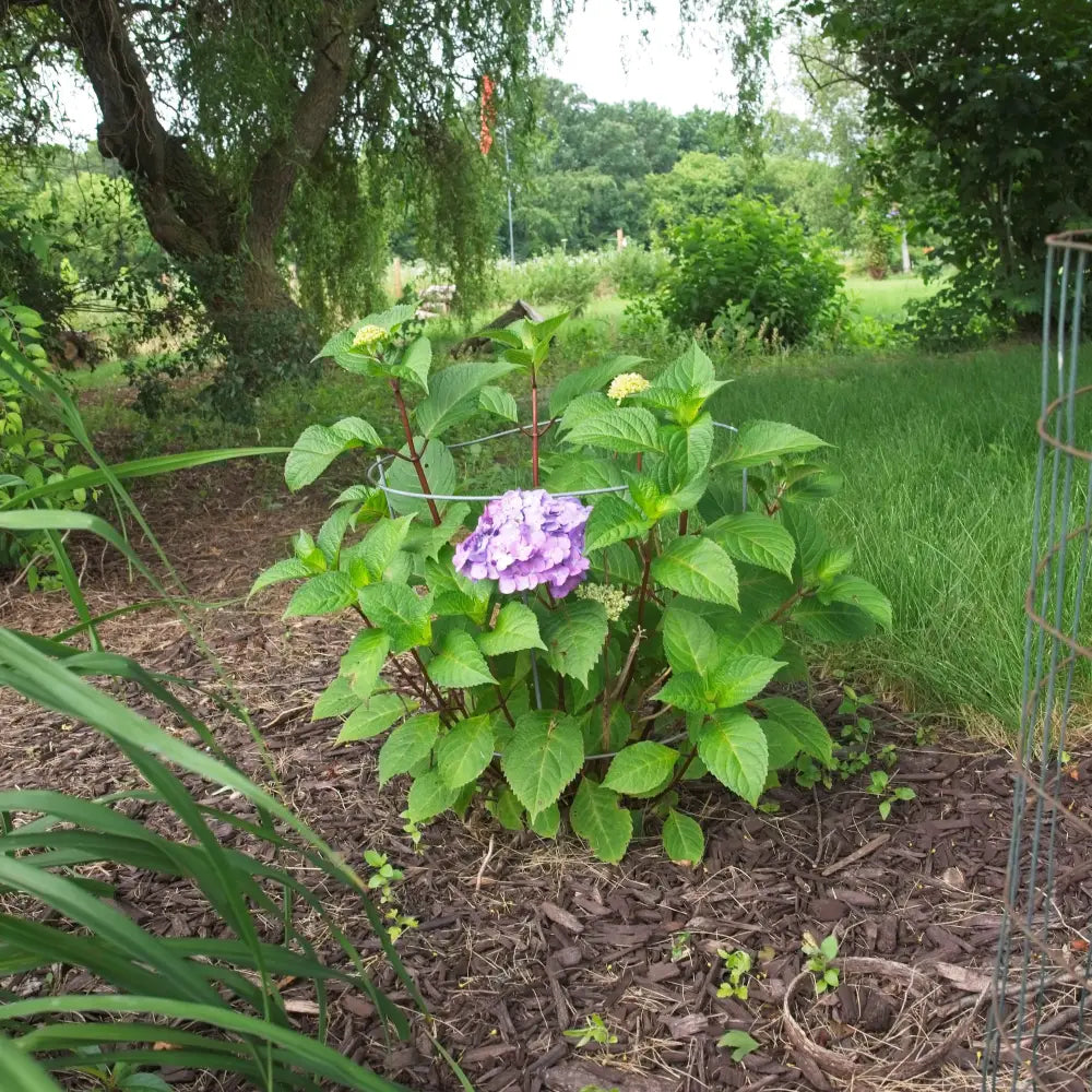 Endless Summer® Bloomstruck® Hydrangea Shrub