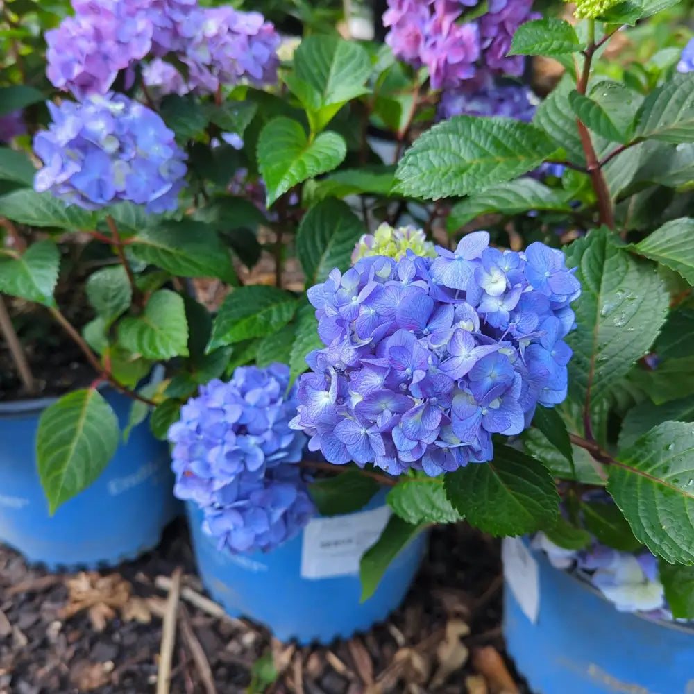 Endless Summer® Bloomstruck® Hydrangea Shrub