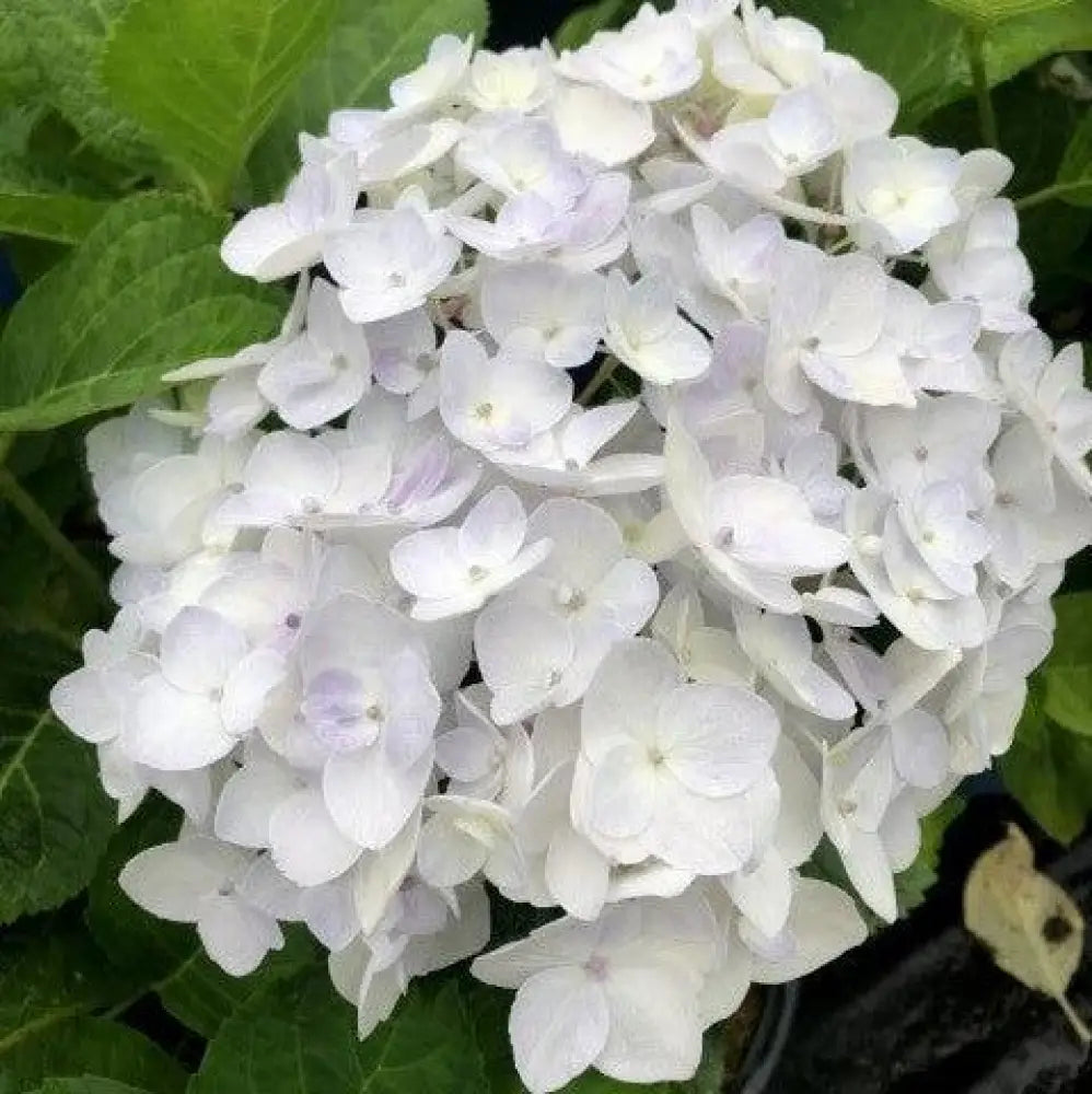 Endless Summer® Blushing Bride® Hydrangea Shrub