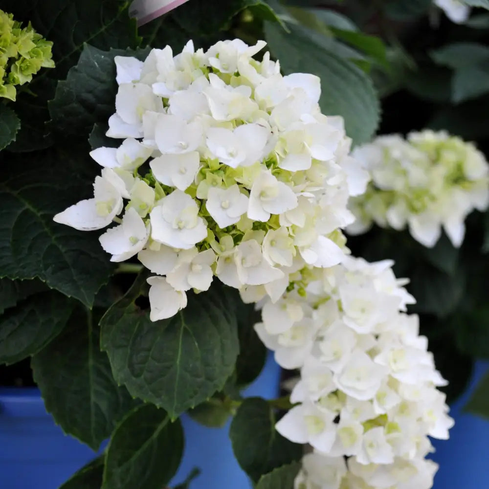 Endless Summer® Blushing Bride® Hydrangea Shrub