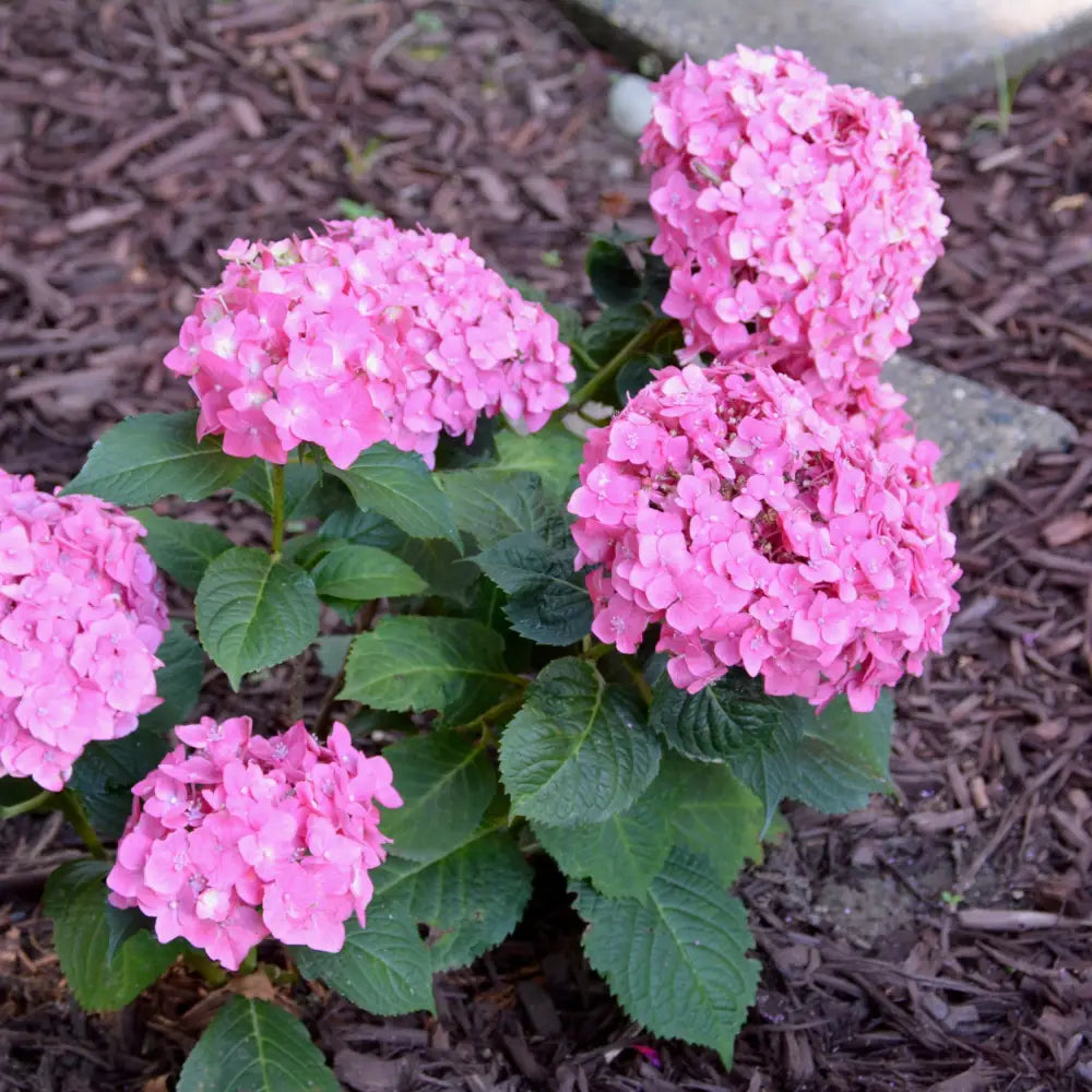 Endless Summer® Summer Crush® Hydrangea Shrub