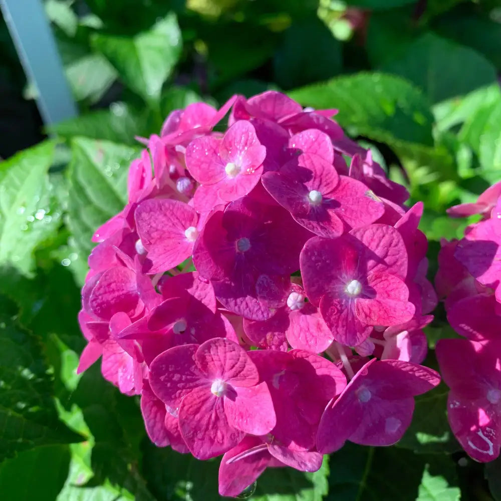 Endless Summer® Summer Crush® Hydrangea Shrub