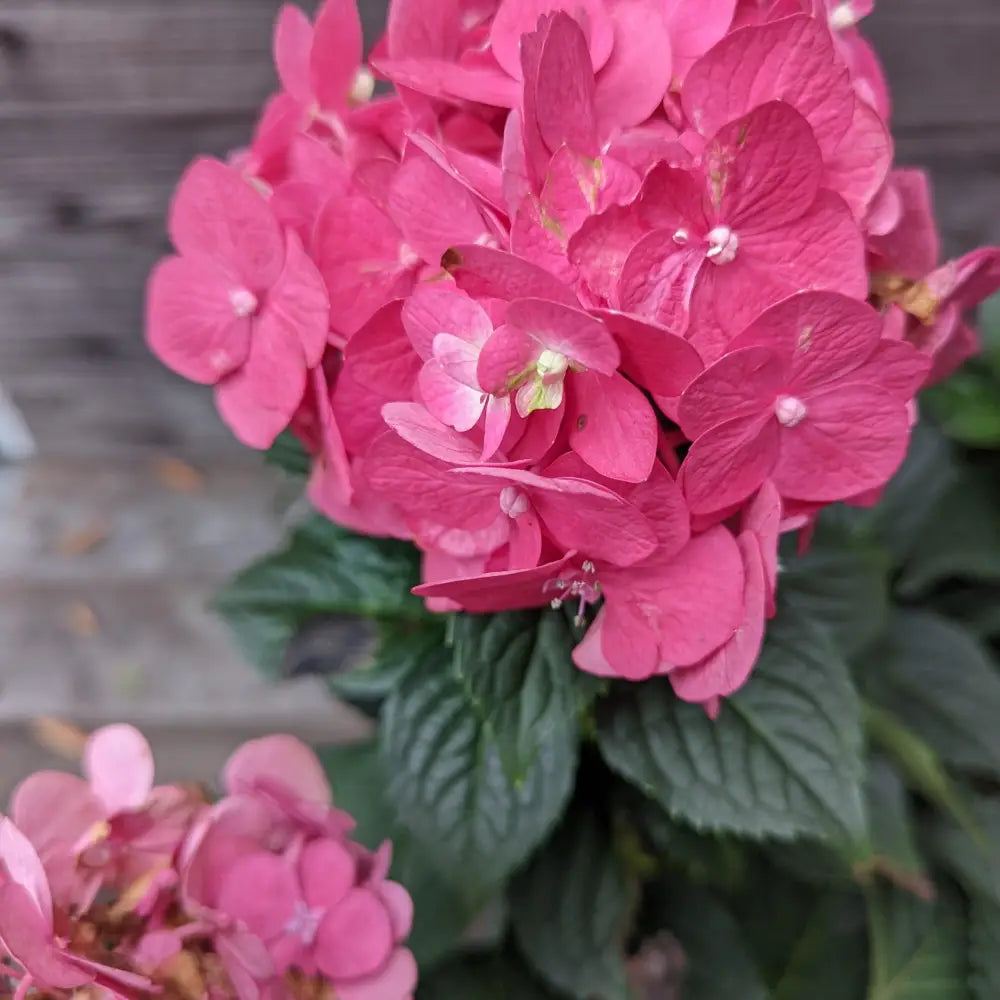 Endless Summer® Summer Crush® Hydrangea Shrub