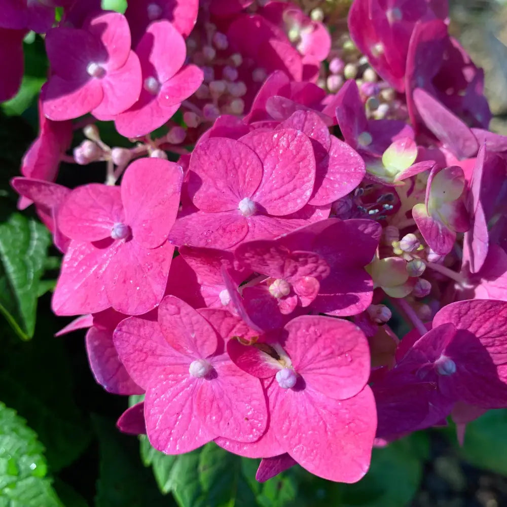 Endless Summer® Summer Crush® Hydrangea Shrub