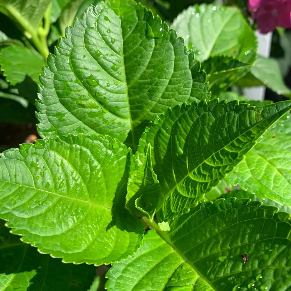 Endless Summer® Summer Crush® Hydrangea Shrub