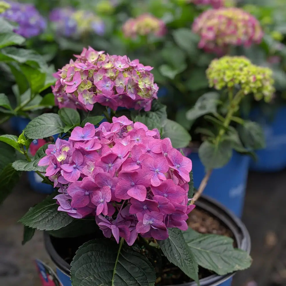 Endless Summer® Summer Crush® Hydrangea Shrub