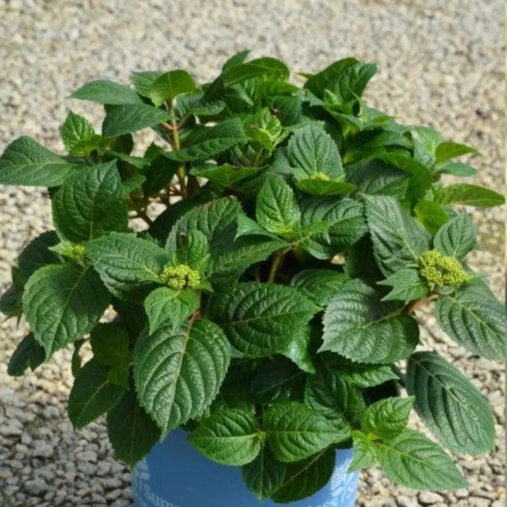 Endless Summer® Pop Star® Hydrangea Shrub