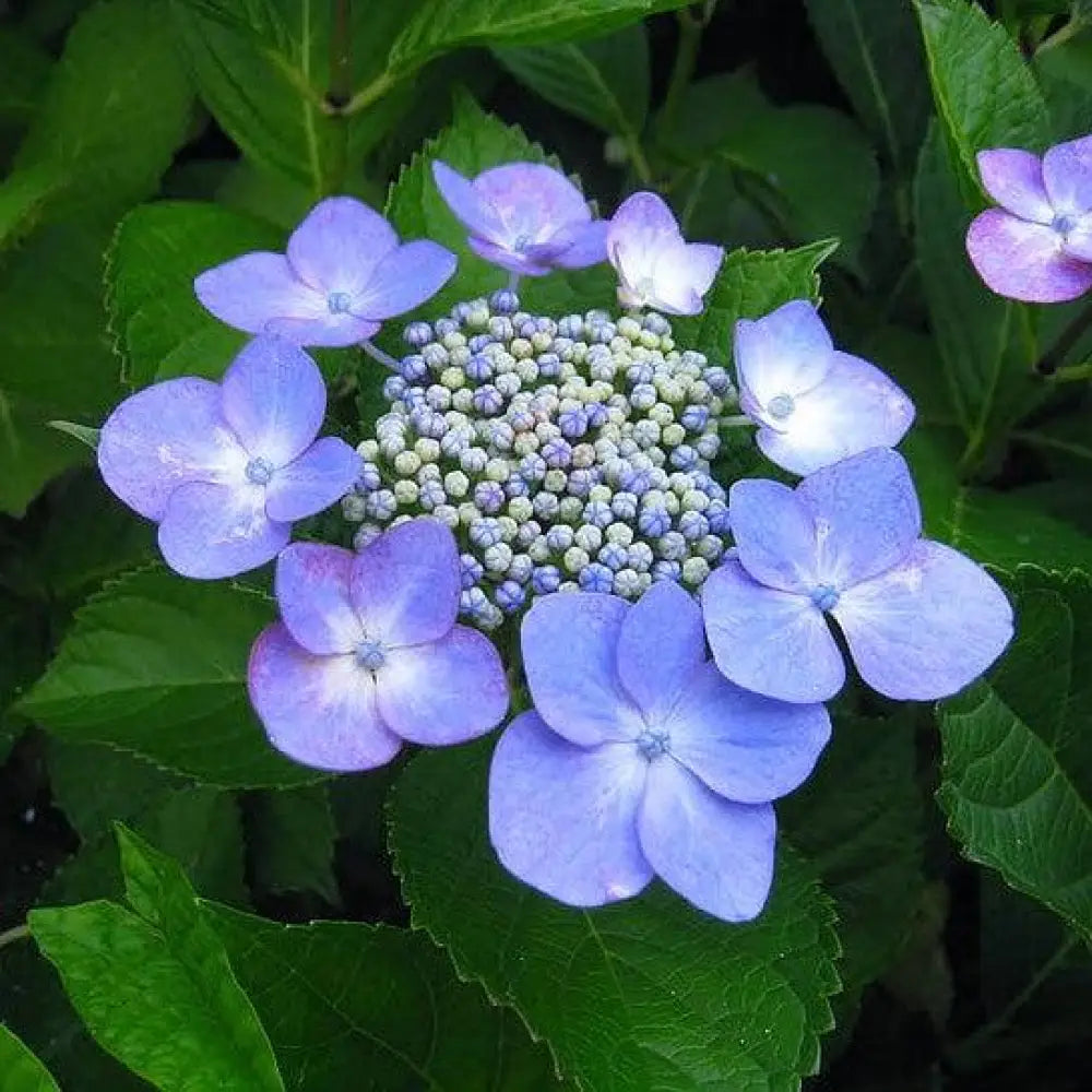 Endless Summer® Pop Star® Hydrangea Shrub