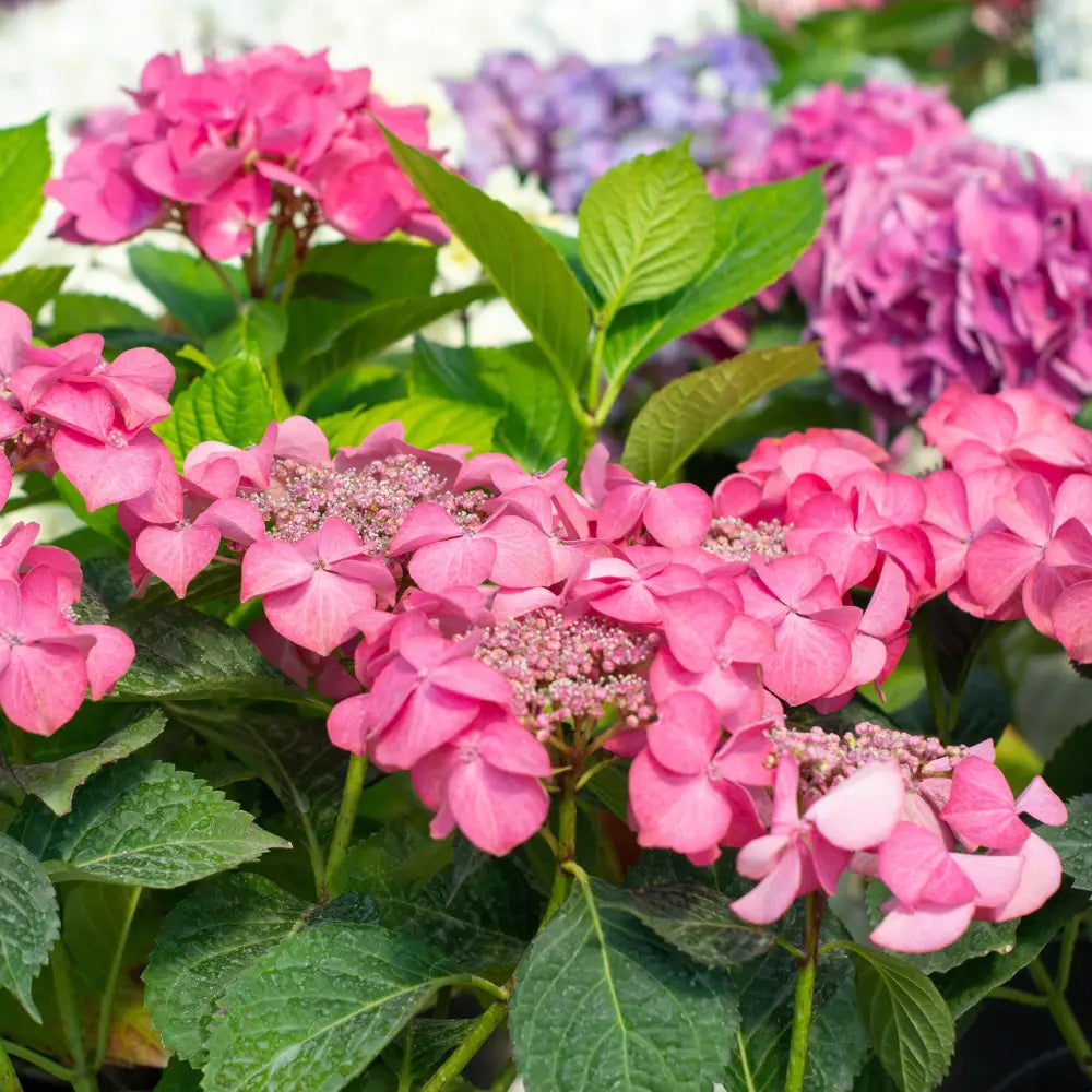 Endless Summer® Pop Star® Hydrangea Shrub