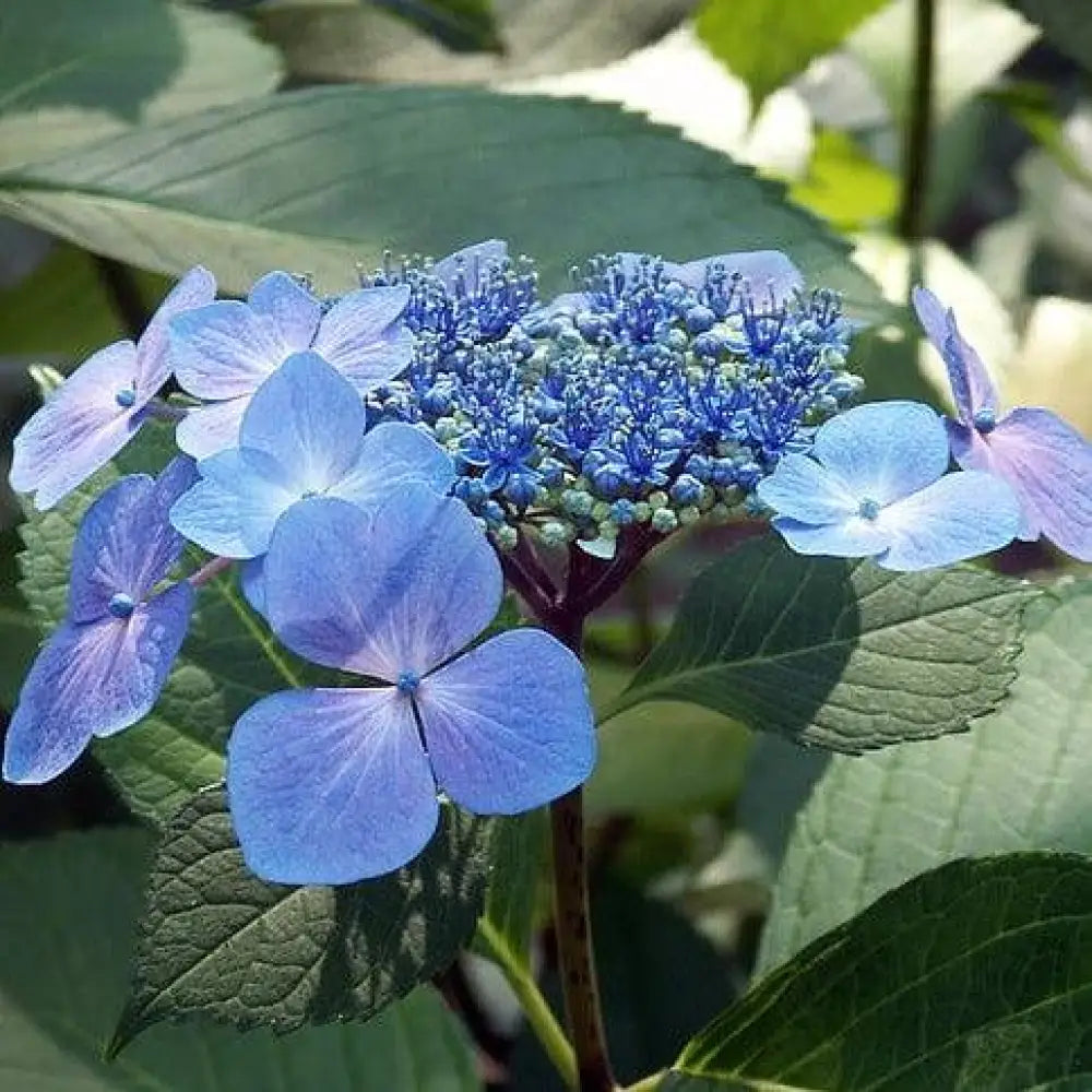 Endless Summer® Pop Star® Hydrangea Shrub