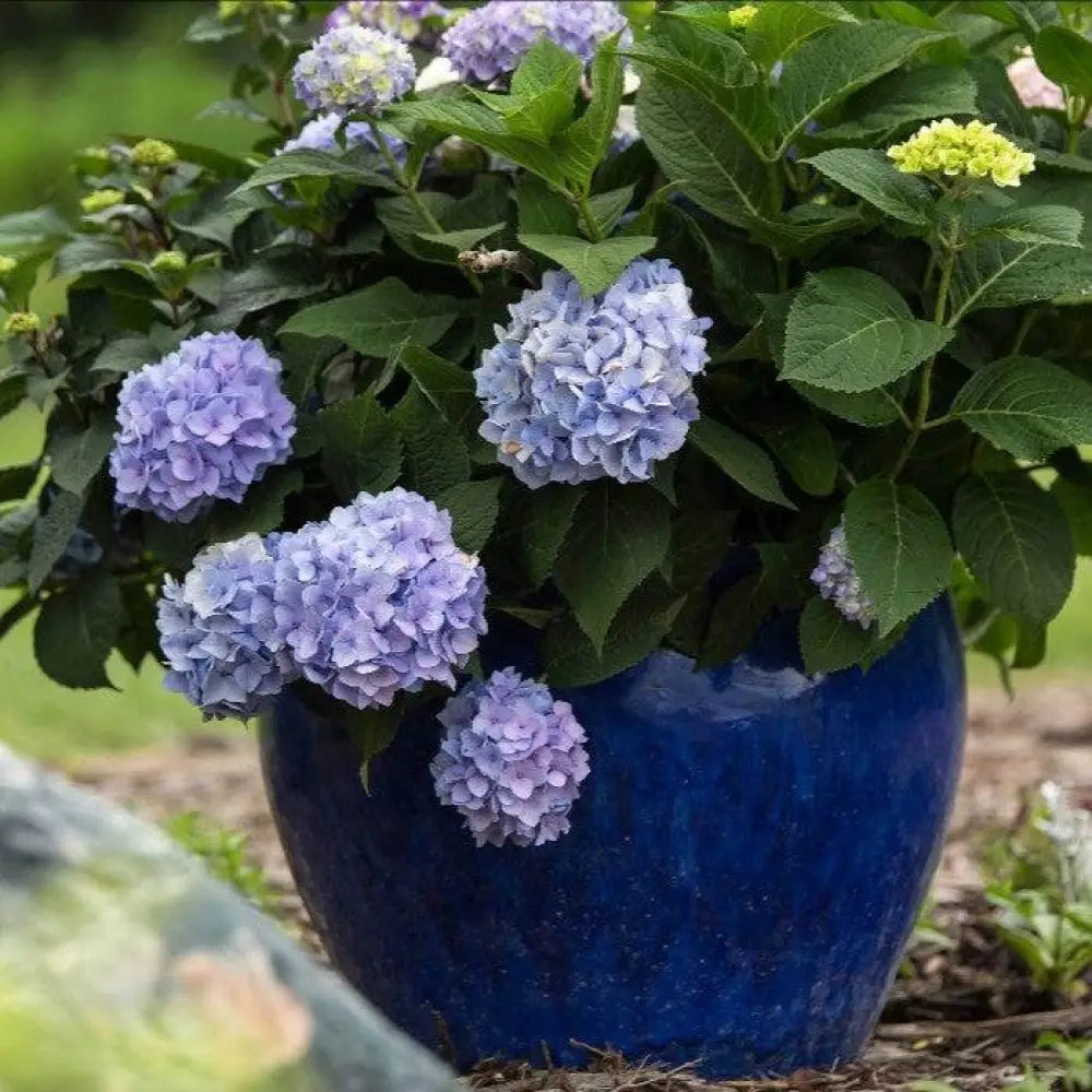 Endless Summer® The Original Hydrangea Shrub
