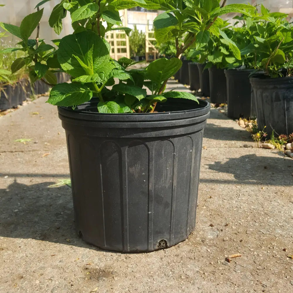Endless Summer® The Original Hydrangea Shrub