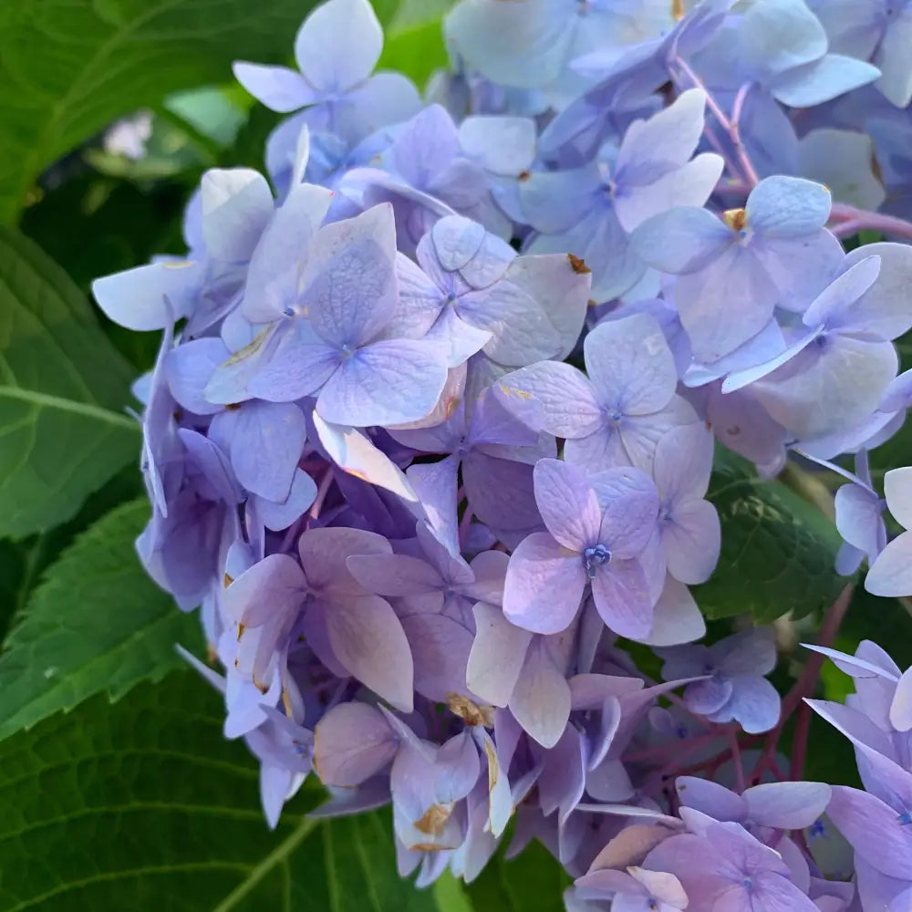 Endless Summer® The Original Hydrangea Shrub