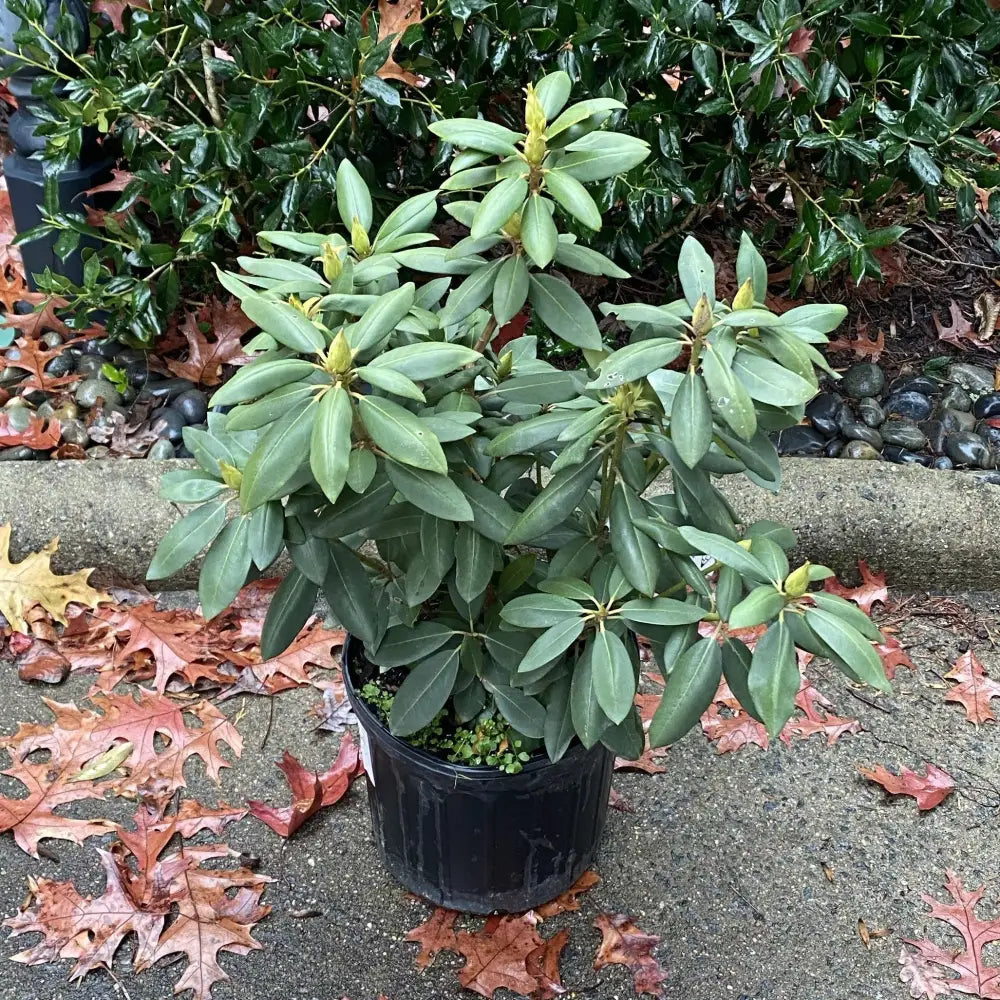 English Roseum Rhododendron Shrub