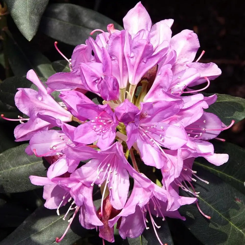 English Roseum Rhododendron Shrub