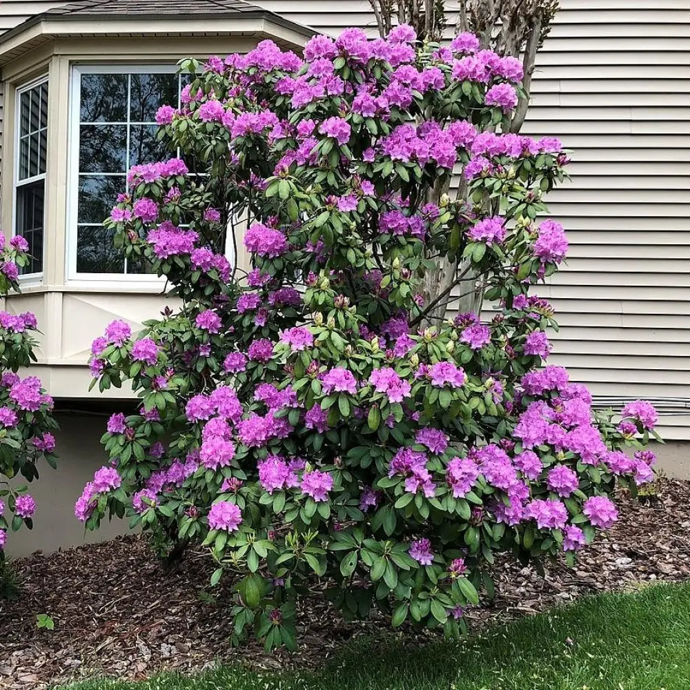 English Roseum Rhododendron Shrub