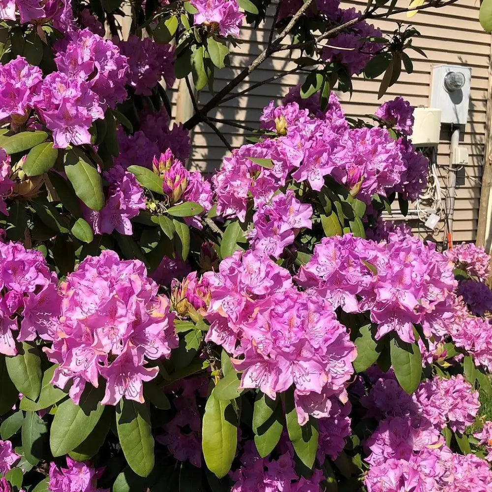 English Roseum Rhododendron Shrub