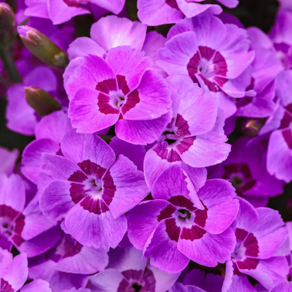 EverLast™ Violet Blue Dianthus 1 GALLON Perennial