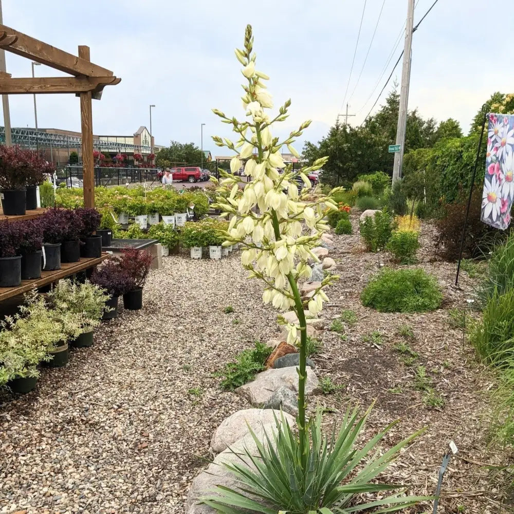 Excalibur Yucca 2 GALLON Shrub