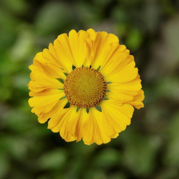 Helenium autumnale 'HayDay Gold Bicolor' - HayDay™ Gold Bicolor Sneezeweed