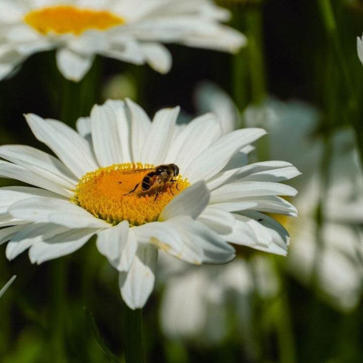 Leucanthemum x superbum 'LaGrande' - Ooh La™ LaGrande Shasta Daisy