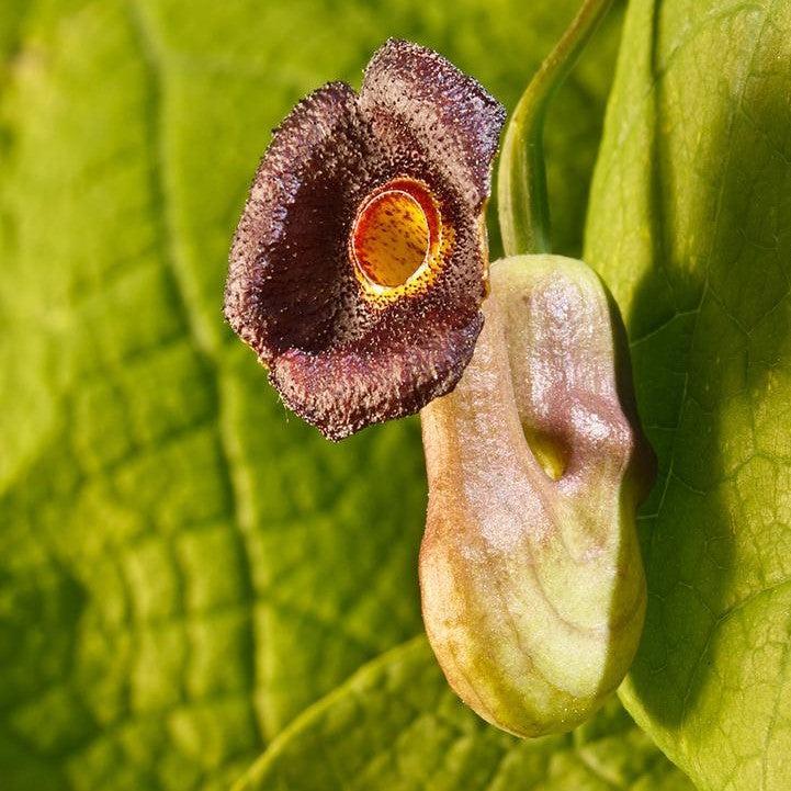 Aristolochia macrophylla - Dutchman's Pipe, Pipevine