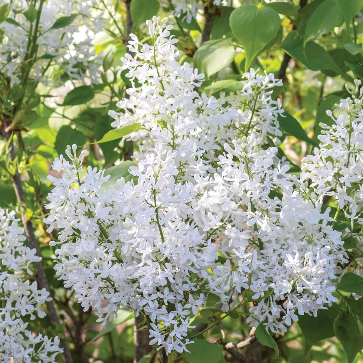 Syringa vulgaris 'G13103' - New Age™ White Lilac