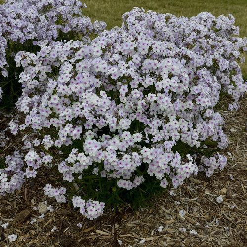 Phlox 'opening act pink – a – dot’ - Opening Act Pink-A-Dot Phlox
