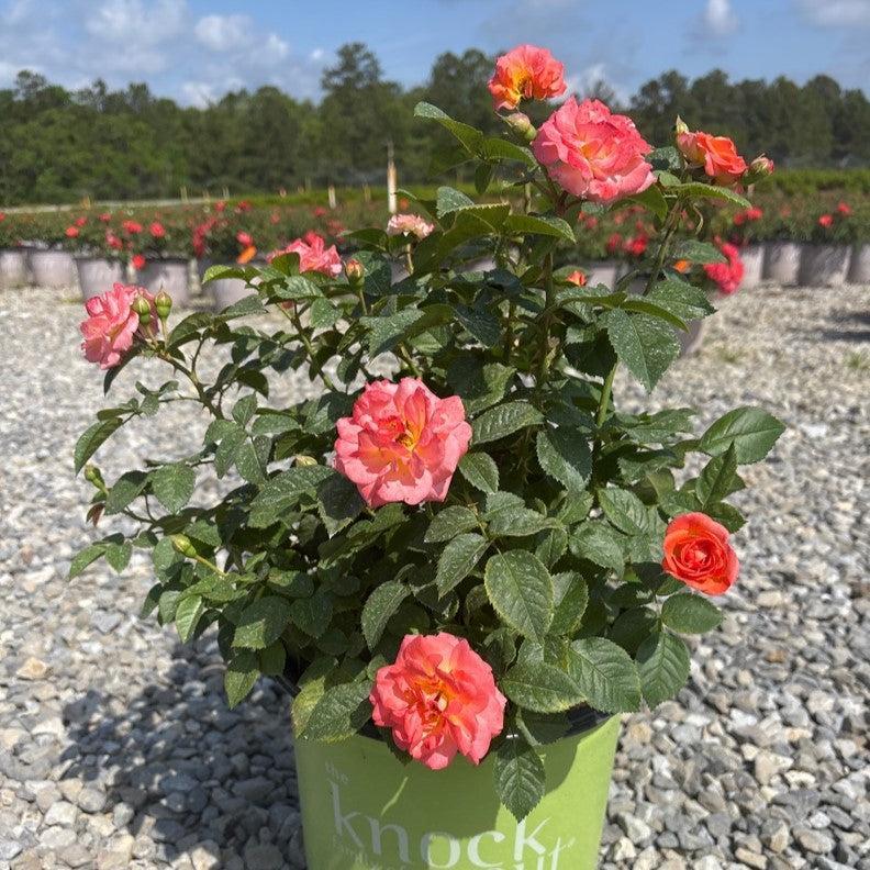 Rosa 'Radslam' PP 35,826 - Orange Glow™ Knock Out® Rose