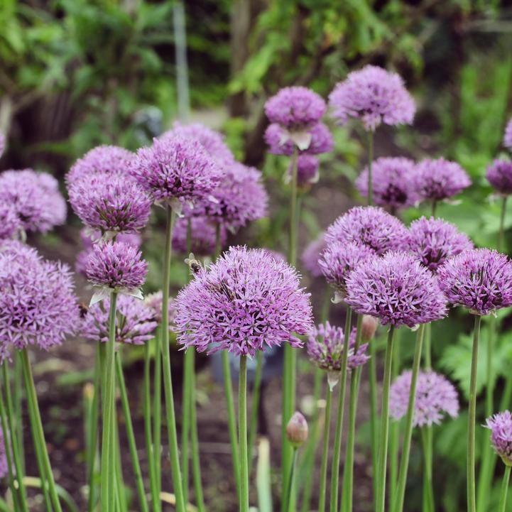 Allium ‘Pinball Wizard’ - Pinball Wizard Ornamental Onion