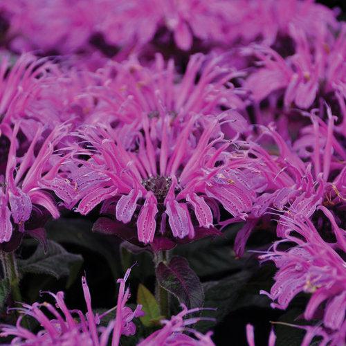 Monarda 'Leading Lady Plum' PP26,447 - PW® Leading Lady Plum Bee Balm