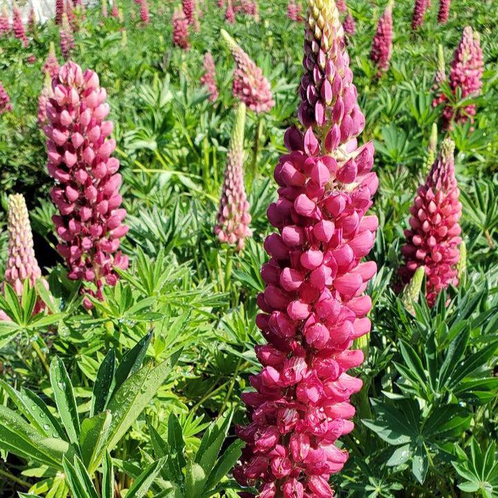 Lupinus 'Gallery Red' - Gallery Red Lupine