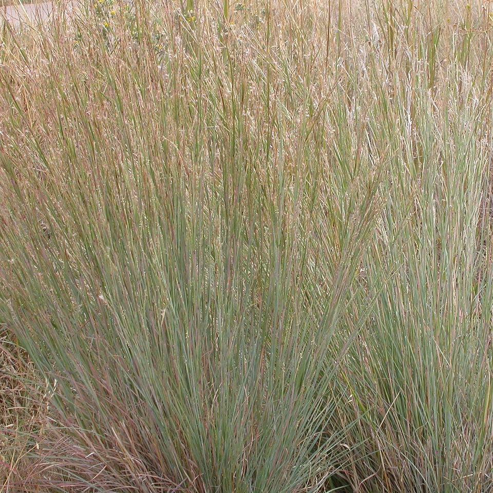 Schizachyrium scoparium 'Ha Ha Tonka' - Ha Ha Tonka Little Bluestem