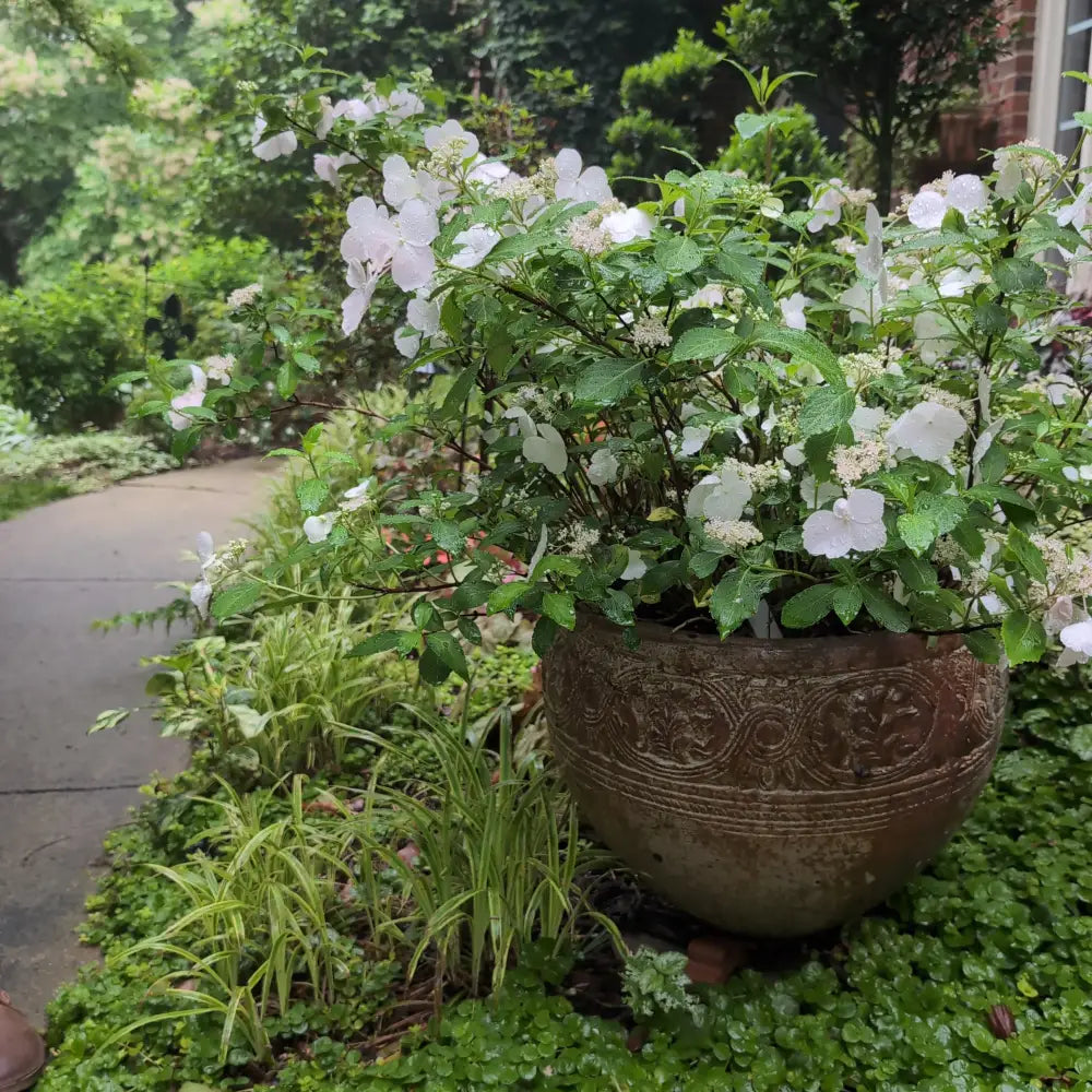 Fairytrail Bride® Cascade Hydrangea 2 GALLON DECO POT Shrub