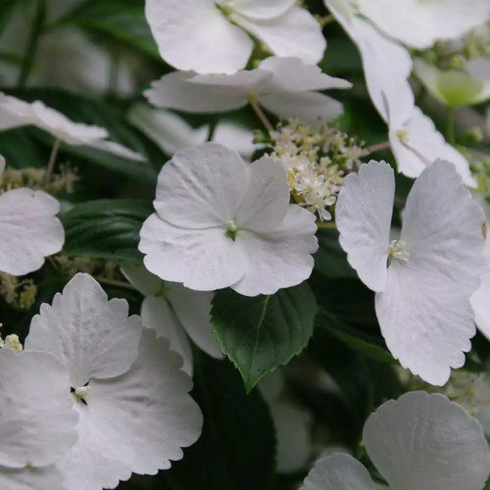Fairytrail Bride® Cascade Hydrangea 2 GALLON DECO POT Shrub
